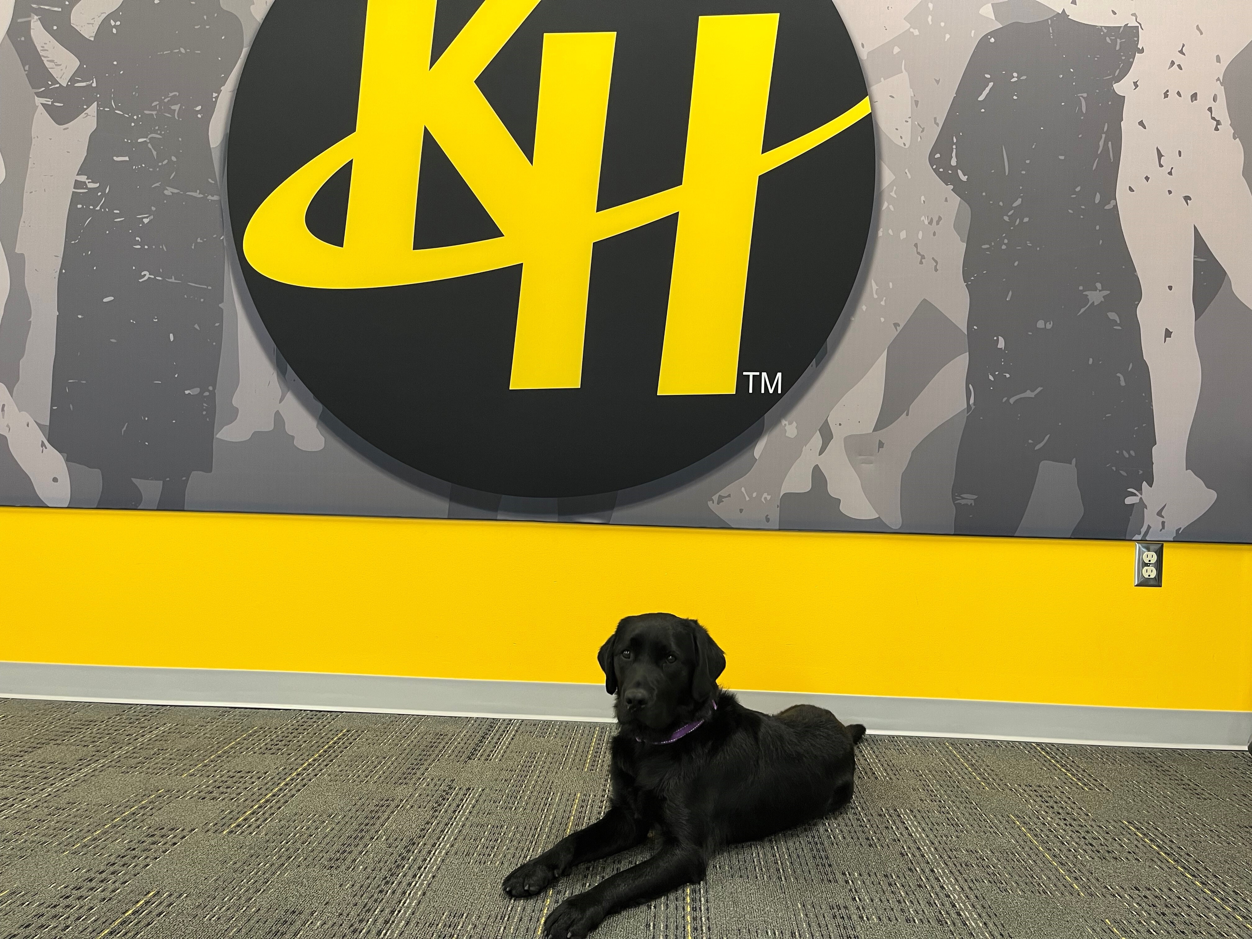 Saffron the KH Facility Therapy Dog